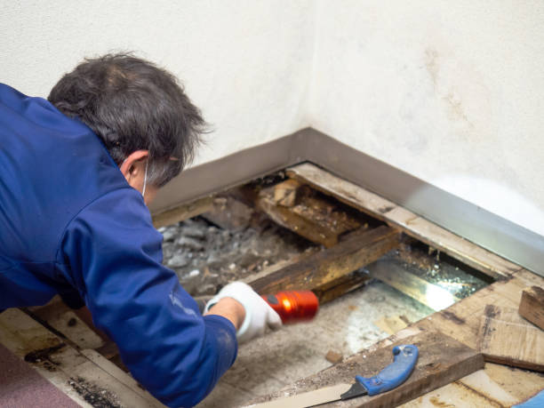 Best Residential Mold Remediation in Washgton, IN
