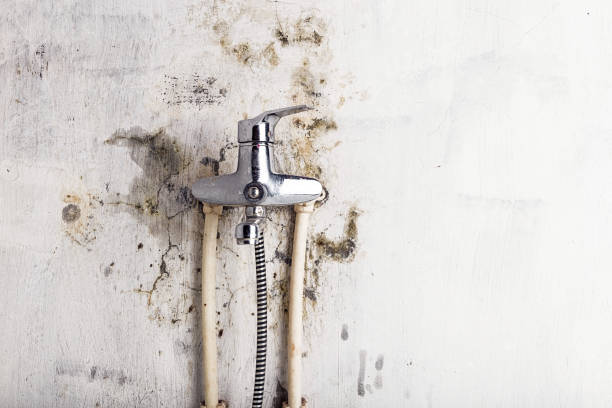 Best Health and Safety Mold Remediation in Washgton, IN
