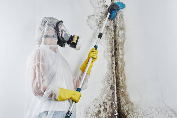 Best Emergency Mold Remediation in Washgton, IN