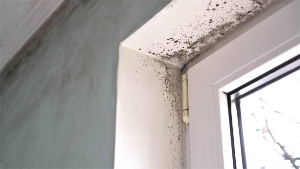 Best HVAC Mold Remediation in Washgton, IN