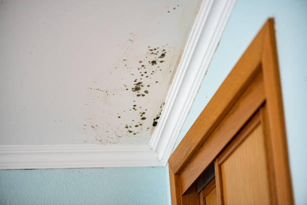 Professional Mold Remediation in Washington, IN