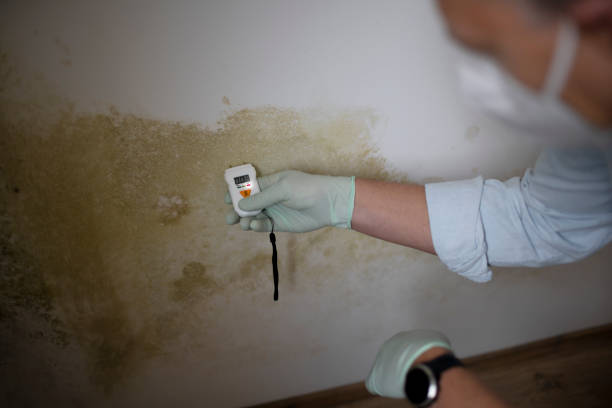 Best Commercial Mold Remediation in Washgton, IN
