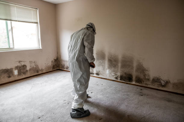 Best Mold Remediation for Schools in Washgton, IN