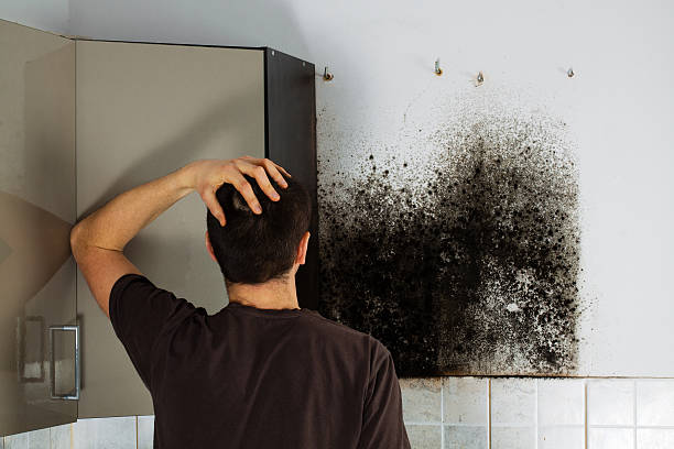 Professional Mold Remediation in Washington, IN